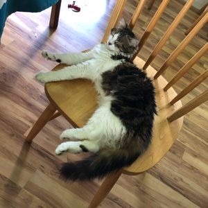 Meet your Posher, Hilo